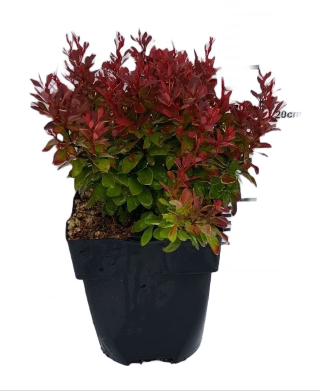 Berberis thunb. 'Ruby Star' - C2